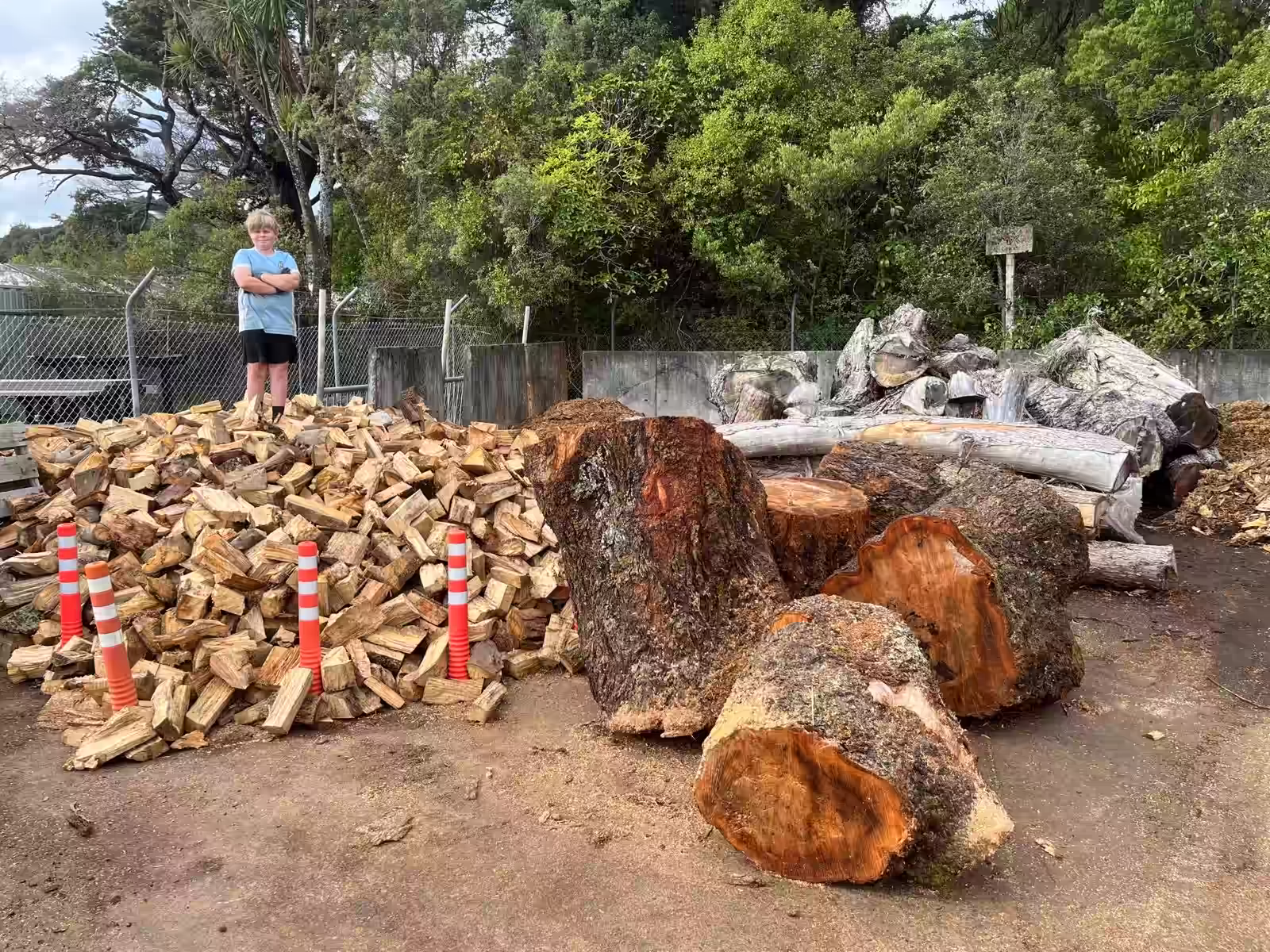 Firewood 1